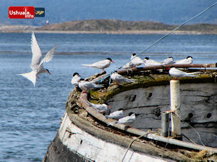 12:47 hs. Los gaviotines se adueñan de la popa del Saint Christopher