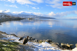 12:46 hs. Una pareja de cauquenes en la costa de Ushuaia