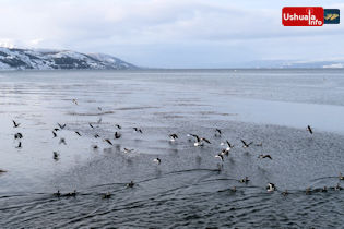 13:15 hs. Bandadas de gaviotas y patos se arrojan al canal