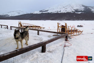 10:22 hs. Perros de tiro en Tierra Mayor