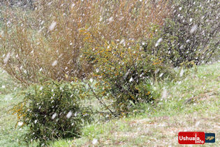 14:39 hs. Nevada primaveral, copos y flores