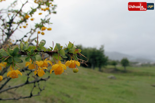 10:53 hs. Flores de Calafate