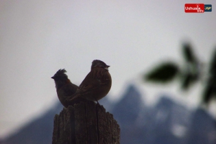 20:40 hs. Una pareja de aves corteja con el Monte Cinco Hermanos de fondo