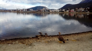 13:00 hs. Familia de cauquenes en la Bahía Encerrada