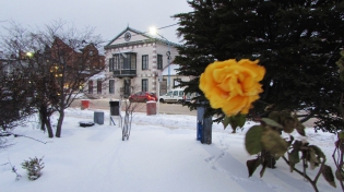 17:58 hs. Una rosa amarilla florece en medio de la nevada