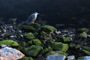 20:17 hs. Una garza bruja recorre la costa de Ushuaia