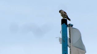 15:06 hs. Un halconcito colorado se detiene en la punta del mÃ¡stil