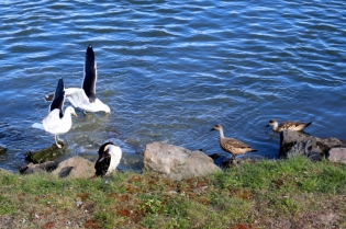 17:34 hs. Encuentro de gaviotas, coromoranes y patos