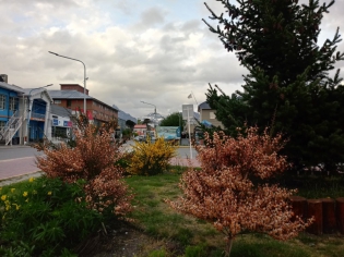 20:23 hs. Retamas en flor en la Avenida MaipÃº