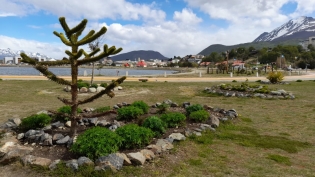 14:10 hs. Una araucaria en la Plaza República del Perú