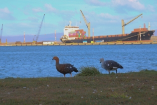 15:06 hs. Una pareja de cauquenes recorre la costa de Ushuaia