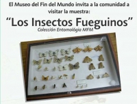 Insectos Fueguinos: nueva muestra del Museo del Fin del Mundo