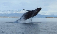 Un salto de ballena en el Canal Beagle es la postal de la semana
