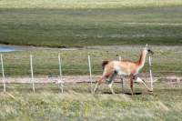 La gobernadora vetó la ley que habilitaba la caza del guanaco