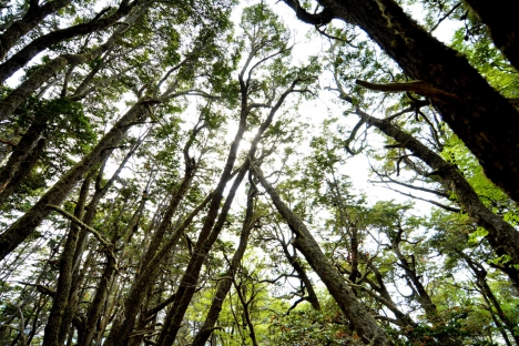 Alerta MÃ¡xima de Riesgo de Incendios Forestales