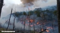 Avanza sin control el incendio forestal en la Reserva Corazón de la Isla