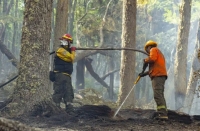 Corazón de la Isla: el incendio está circunscripto