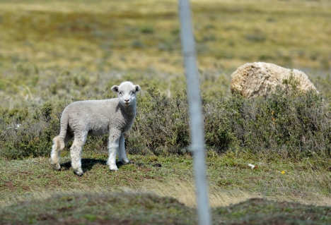Programa Lanar: la producción ovina recibirá una inversión de 1.500 millones