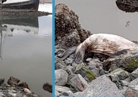 Un lobo marino muerto apareció frente al Saint Christopher