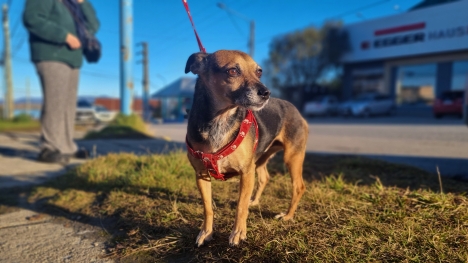 Realizarán una jornada gratuita de cuidado y atención para mascotas en Paseo del Fuego