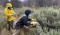 Desplegaron 150 trampas en Ushuaia para monitorear roedores y rastrear la circulación de hantavirus &copy; 